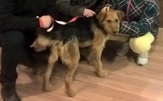 Kamilla, a Kámban talált kutyusunk végleg gazdisodott 03.12-én